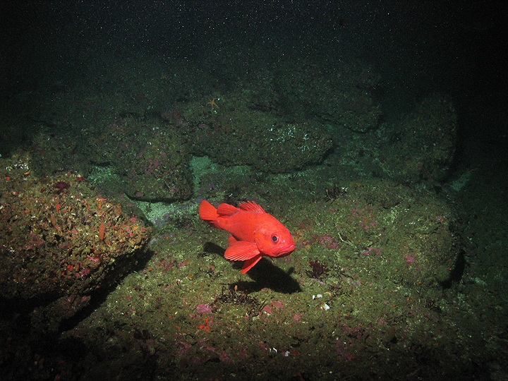 bright red rockfish